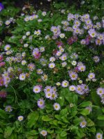 ERIGERON LAVENDER LADY