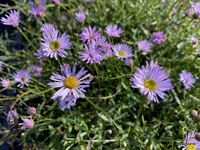 ERIGERON LAVENDER LADY-livrarea din martie - imagine 3