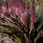 EUCOMIS COMOSA SPARKLING BURGUNDY