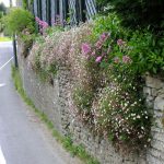 ERIGERON LAVENDER LADY-livrarea din martie - imagine 2