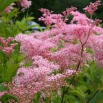 FILIPENDULA RUBRA VENUSTA MAGNIFICA
