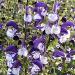 SALVIA MADELINE