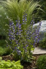 SALVIA MADELINE - imagine 3