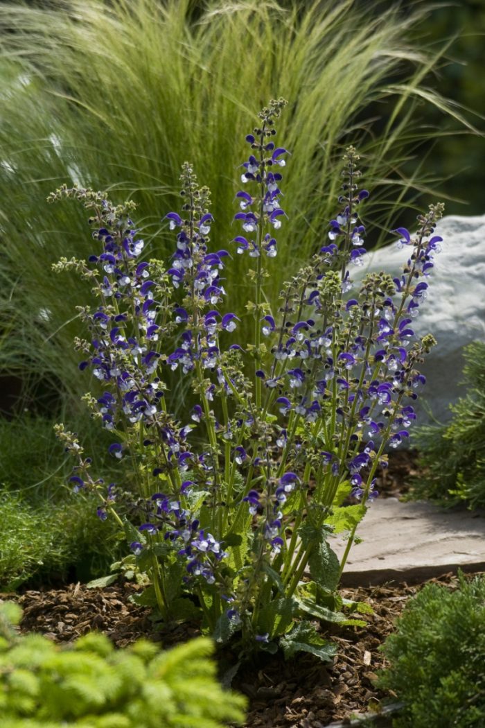 SALVIA MADELINE - imagine 3