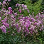SANGUISORBA PINK BRUSHES