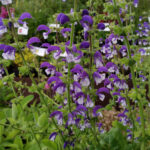 SALVIA MADELINE - imagine 2