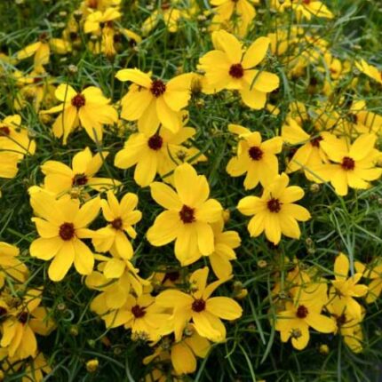 COREOPSIS IMPERIAL SUN