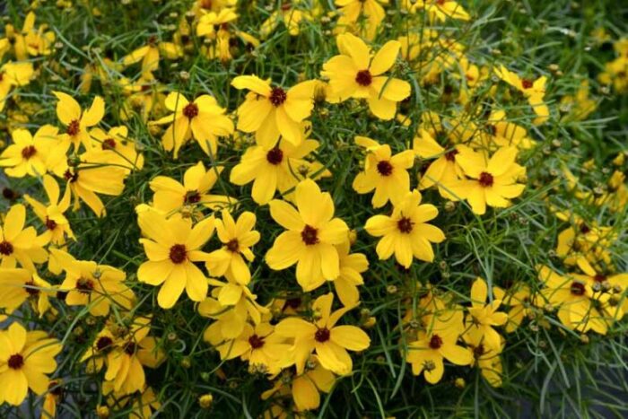 COREOPSIS IMPERIAL SUN