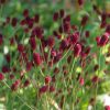 SANGUISORBA OFFICINALIS TANNA