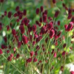 SANGUISORBA OFFICINALIS TANNA