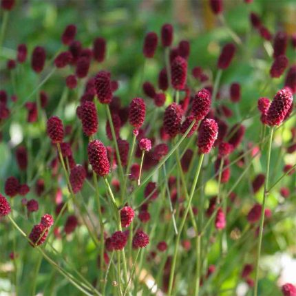 SANGUISORBA OFFICINALIS TANNA