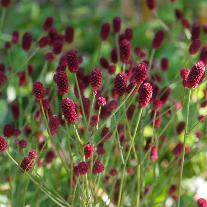 SANGUISORBA OFFICINALIS TANNA