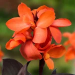 Bulbi Canna Happy Wilma-pitica - imagine 2
