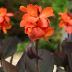 Bulbi Canna Happy Wilma