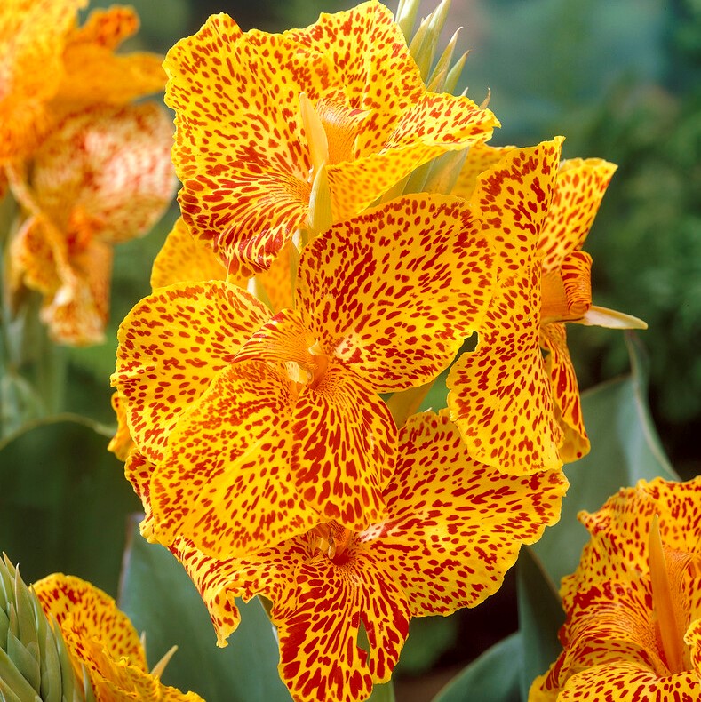 Canna indica Picasso Canna Picasso