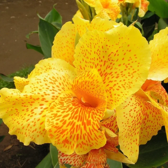 Bulbi Canna Picasso