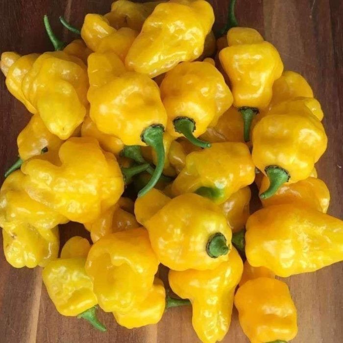 Seminte ardei iute Habanero Lemon 50buc-livrarea din 25 februarie