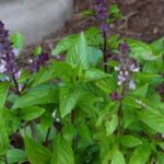 Semințe busuioc Cinnamon 1.000 semințe  -livrarea din  25 februarie