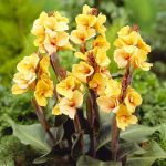 Bulbi Canna Louis Cottin-pitica-livrarea dupa 15 martie.