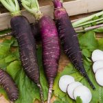 Semințe ridiche Violet de Gournay 1.000 semințe -livrarea din 25  februarie