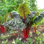 Semințe sfeclă Swiss Chard Rhubarb Red 300 semințe -livrarea din  25 februarie