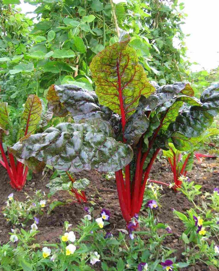 Semințe sfeclă Swiss Chard Rhubarb Red 300 semințe -livrarea din  25 februarie