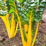 Semințe sfeclă Swiss Chard Bright Yellow 300 semințe -livrarea din  25 februarie