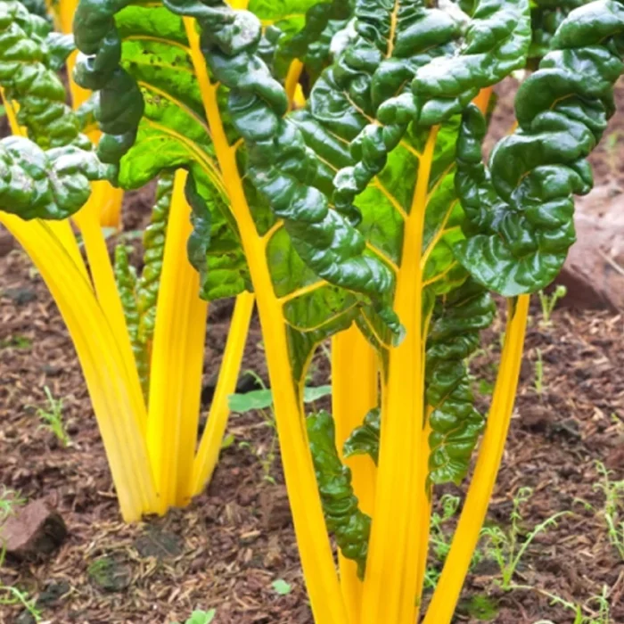 Semințe sfeclă Swiss Chard Bright Yellow 300 semințe -livrarea din  25 februarie
