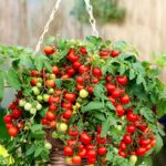 Semințe tomate Balkonstar 100 semințe-livrarea din 25 februarie