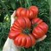 Semințe tomate Costoluto Fiorentino 100 semințe