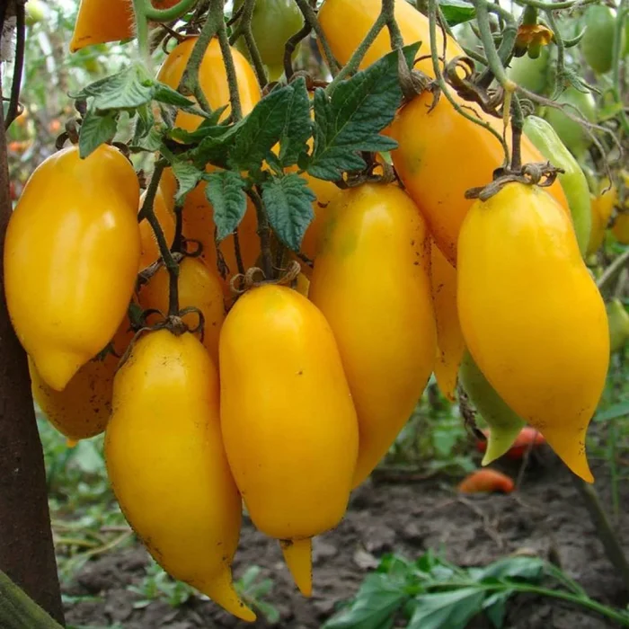 Semințe tomate Banana Legs 100 semințe-livrarea din 25 februarie