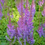 ASTILBE PUMILA