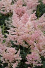 Astilbe Peach Blossom