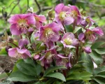 HELLEBORUS AMOR ORIENTALIS