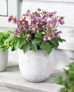 HELLEBORUS AMOR ORIENTALIS - imagine 2