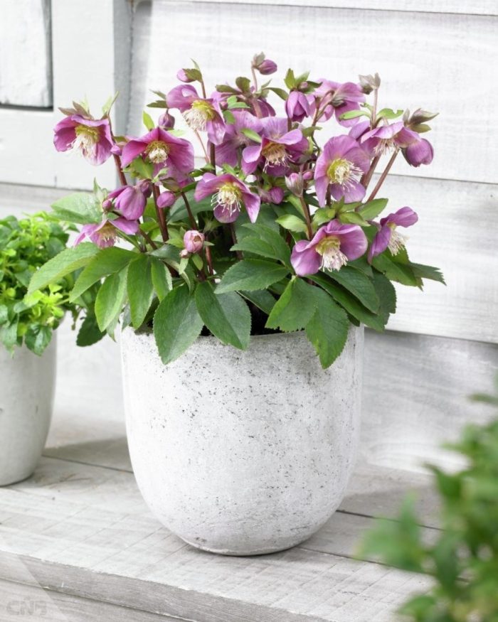 HELLEBORUS AMOR ORIENTALIS - imagine 2