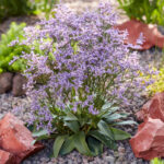 LIMONIUM DAZZLE ROCKS