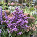 LIMONIUM DAZZLE ROCKS