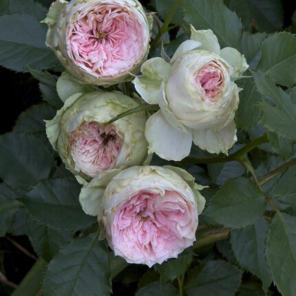 Trandafir Pompon Flower