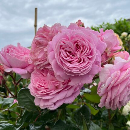 Trandafir Rosengrafin Marie Henriette