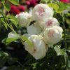 Trandafir Herzogin Christiana