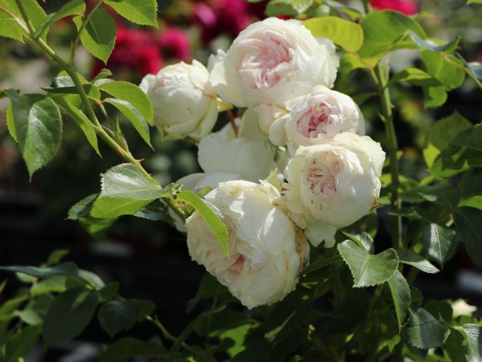 Trandafir Herzogin Christiana