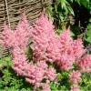 Astilbe Peach Blossom