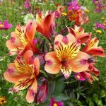 Alstroemeria Indian Summer