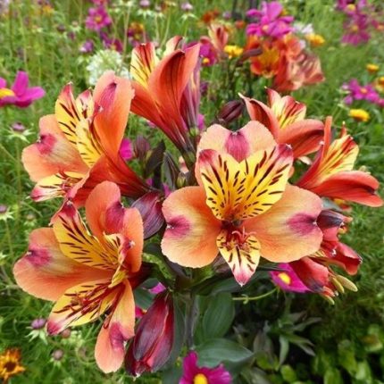 Alstroemeria Indian Summer