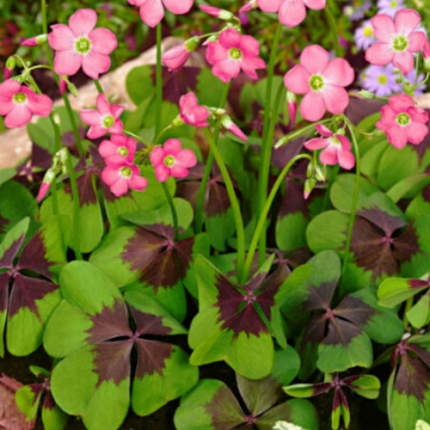 Bulbi Oxalis Deppei Iron Cross