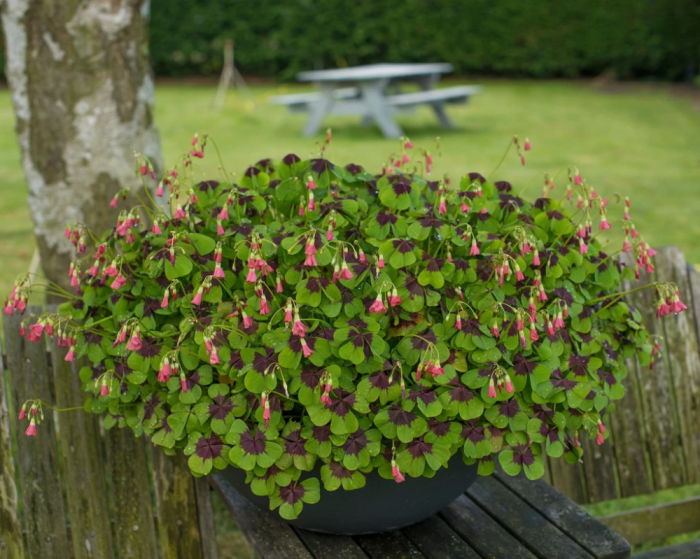 Bulbi Oxalis Deppei Iron Cross