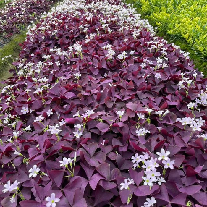 Bulbi Oxalis Triangularis