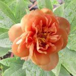 Itoh Orange Victory