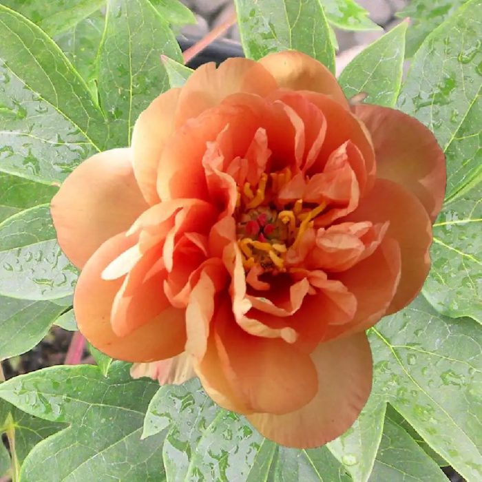 Itoh Orange Victory